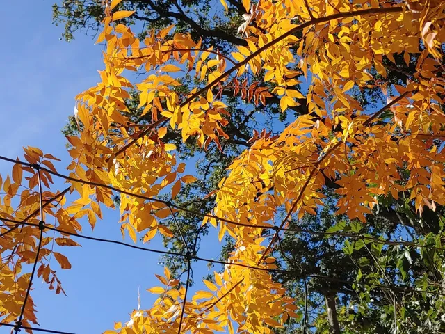 a view of dirt yard with a large tree