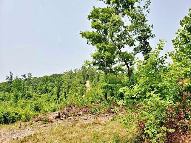 169 County Road 188 Decatur, TN 37322 - Photo 12 of 24