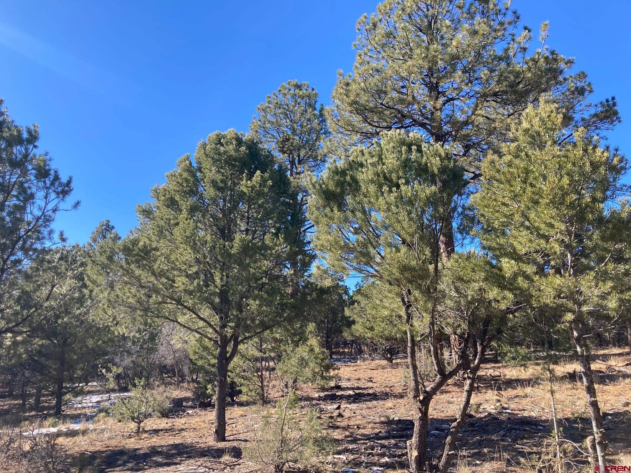 Lot 255 Antler Place Ridgway, CO 81432 - Photo 11 of 18 a view of a yard with plants and trees