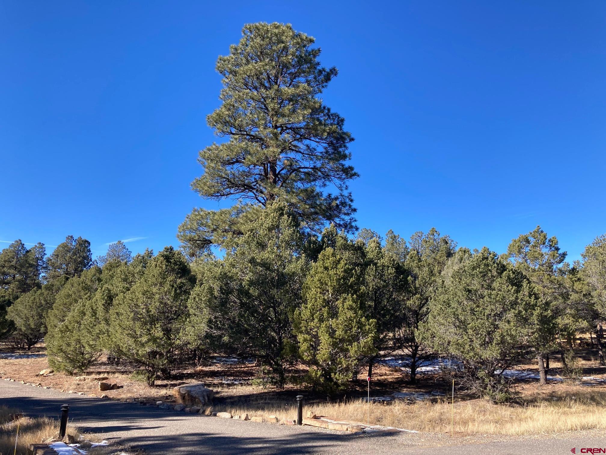 Lot 255 Antler Place Ridgway, CO 81432 - Photo 16 of 18 a view of a tree in front of a building