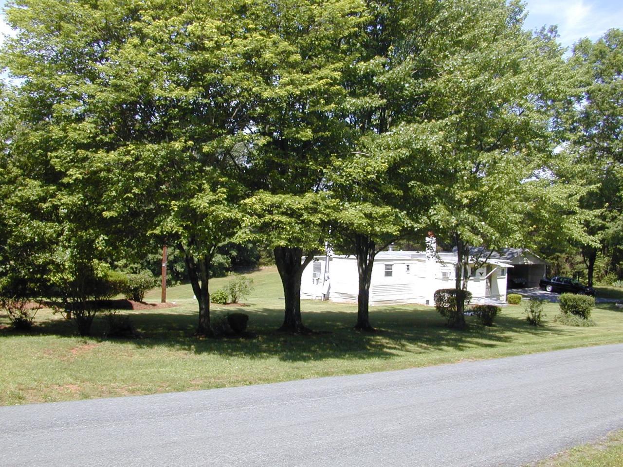 6641 Toshes Road Pittsville, VA 24139 - Photo 5 of 14 Mature tree's as a barrier