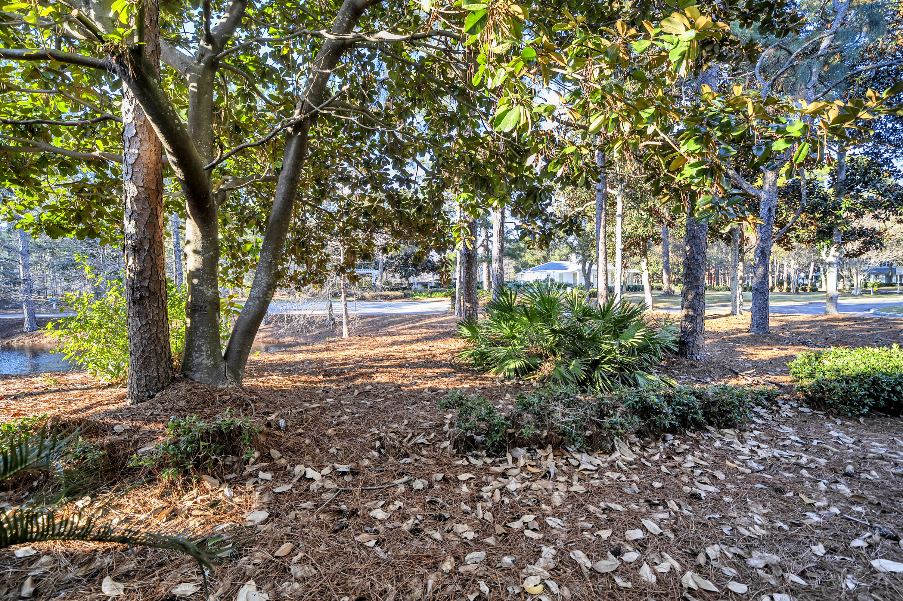 1303 Laurel Way Miramar Beach, FL 32550 - Photo 58 of 77 a view of backyard with tree
