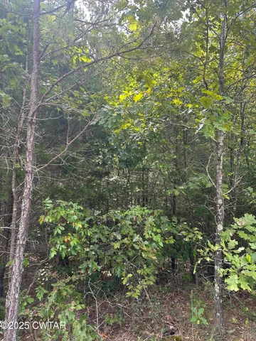 a view of a tree in a yard