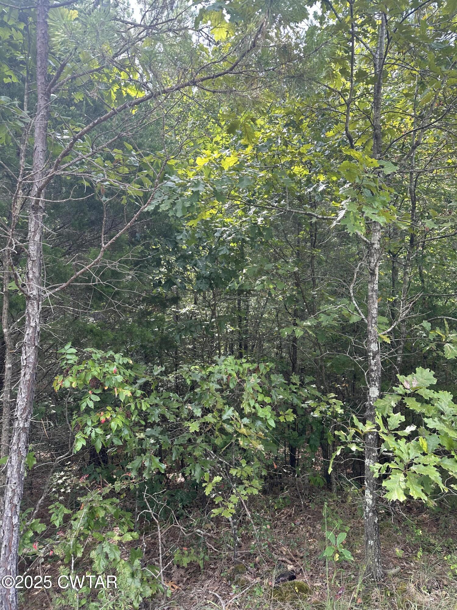 0 Stewart Road Finger, TN 38334 - Photo 3 of 9 a view of a lush green forest