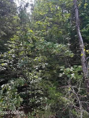 a view of a forest with a tree