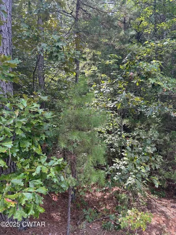 a view of a forest that has a tree