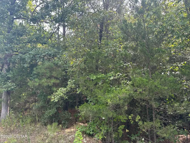 a view of a lush green forest