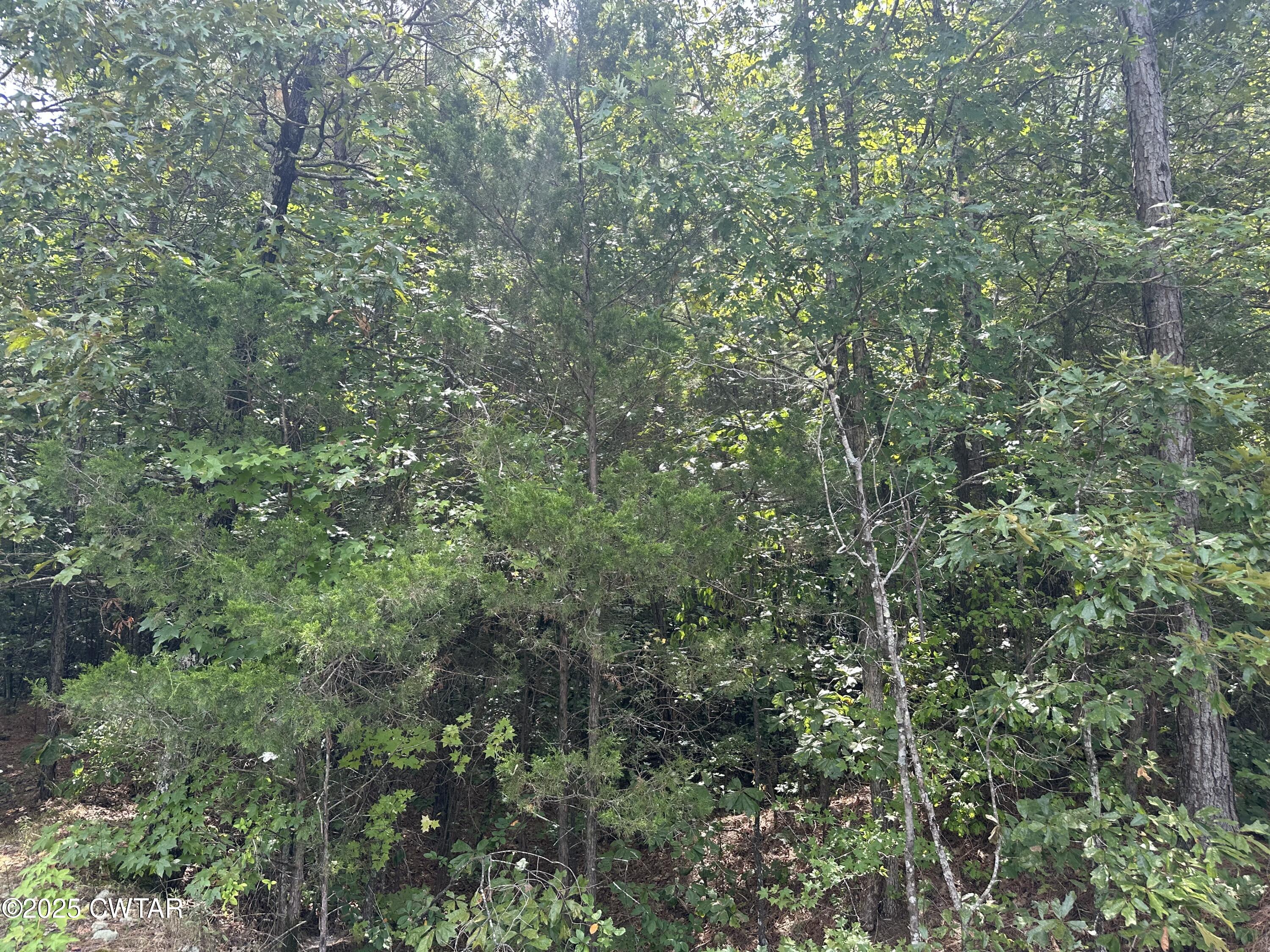 0 Stewart Road Finger, TN 38334 - Photo 7 of 9 a view of a lush green forest