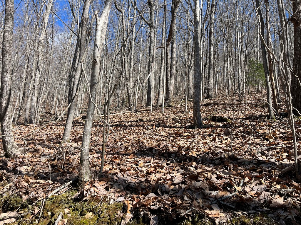 Tbd Treehouse Trail Murphy, NC 28906 - Photo 2 of 9