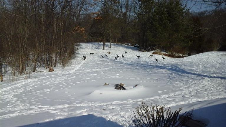 1580 Pierce Road Chelsea, MI 48118 - Photo 30 of 30 Winter Scene