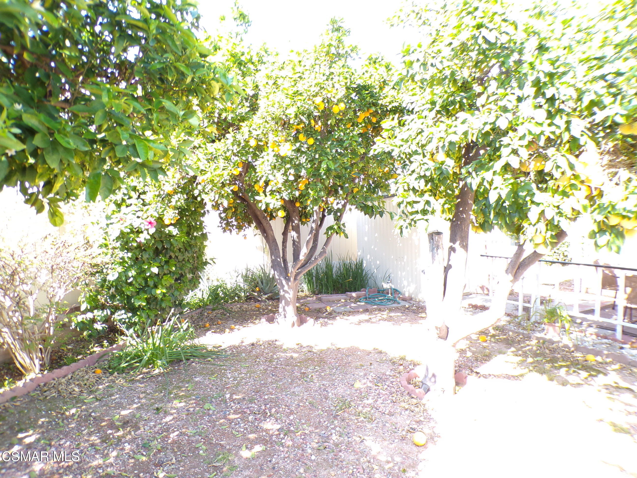 250 East Telegraph Road, Unit 220 Fillmore, CA 93015 - Photo 23 of 24 a backyard of a house with large trees