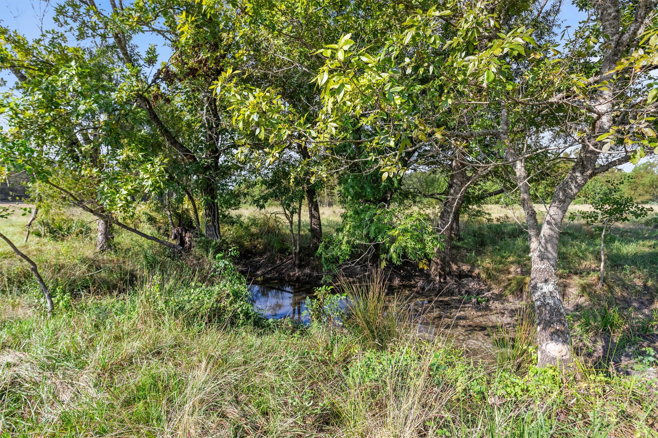 22.4-acres Bailey Grove Road Montgomery, TX 77356 - Photo 14 of 38 Gallery Image 14