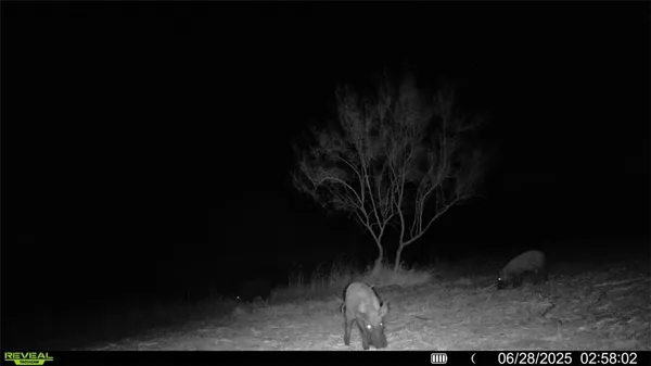 $549,900 | 0 Cameron Ln- 100 Acres, Fowlerton, TX 78021