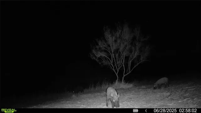 $549,900 | 0 Cameron Ln- 100 Acres, Fowlerton, TX 78021