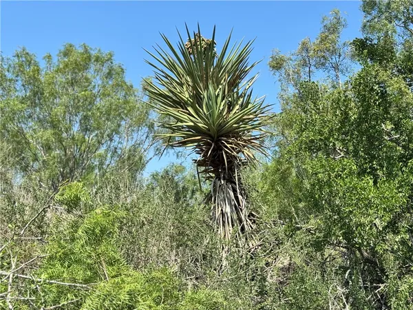 $549,900 | 0 Cameron Ln- 100 Acres, Fowlerton, TX 78021