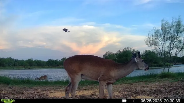 $549,900 | 0 Cameron Ln- 100 Acres, Fowlerton, TX 78021