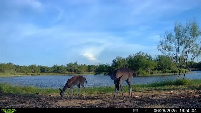 $549,900 | 0 Cameron Ln- 100 Acres, Fowlerton, TX 78021