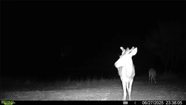 $549,900 | 0 Cameron Ln- 100 Acres, Fowlerton, TX 78021