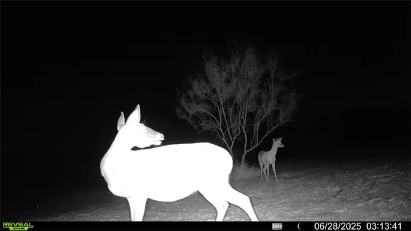 $549,900 | 0 Cameron Ln- 100 Acres, Fowlerton, TX 78021