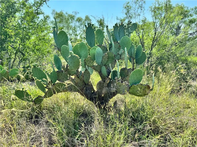 $549,900 | 0 Cameron Ln- 100 Acres, Fowlerton, TX 78021