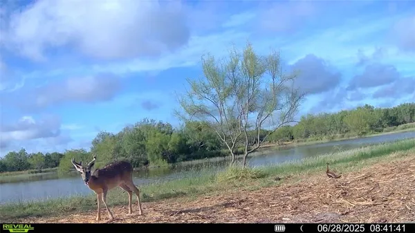 $549,900 | 0 Cameron Ln- 100 Acres, Fowlerton, TX 78021