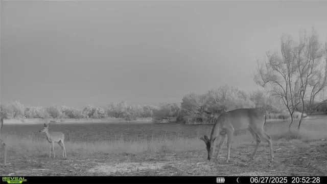 $549,900 | 0 Cameron Ln- 100 Acres, Fowlerton, TX 78021