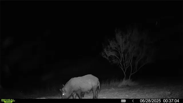 $549,900 | 0 Cameron Ln- 100 Acres, Fowlerton, TX 78021