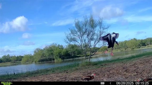 $549,900 | 0 Cameron Ln- 100 Acres, Fowlerton, TX 78021