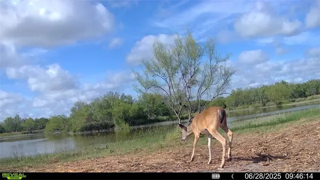 $549,900 | 0 Cameron Ln- 100 Acres, Fowlerton, TX 78021