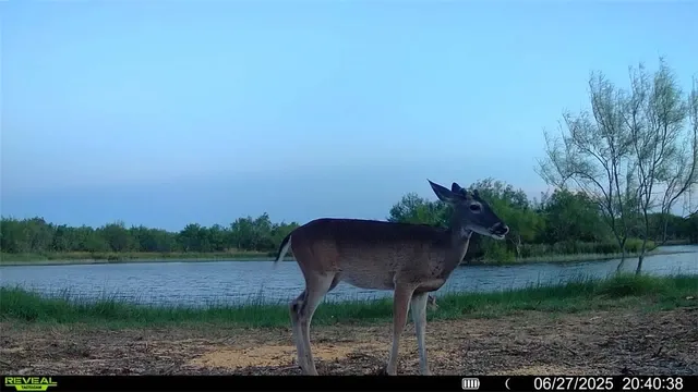 $549,900 | 0 Cameron Ln- 100 Acres, Fowlerton, TX 78021