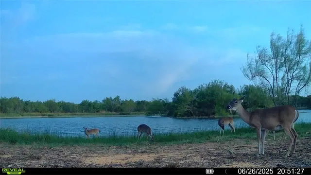 $549,900 | 0 Cameron Ln- 100 Acres, Fowlerton, TX 78021