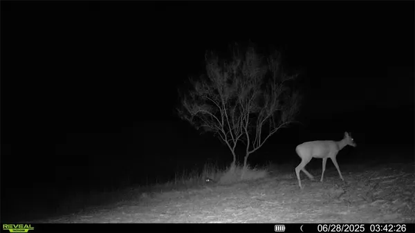 $549,900 | 0 Cameron Ln- 100 Acres, Fowlerton, TX 78021