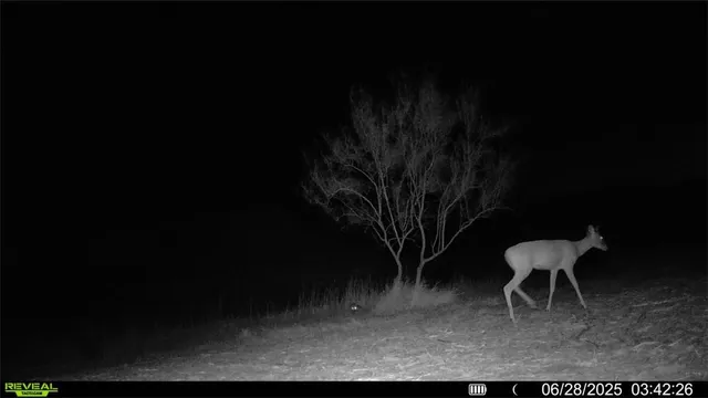 $549,900 | 0 Cameron Ln- 100 Acres, Fowlerton, TX 78021