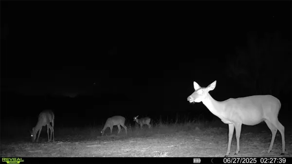 $549,900 | 0 Cameron Ln- 100 Acres, Fowlerton, TX 78021