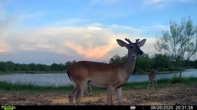 $549,900 | 0 Cameron Ln- 100 Acres, Fowlerton, TX 78021