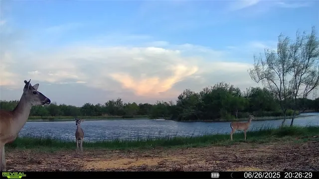 $549,900 | 0 Cameron Ln- 100 Acres, Fowlerton, TX 78021