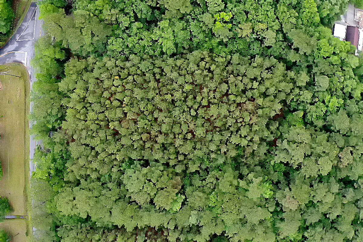 3195 Edenvale Road Johns Island, SC 29455 - Photo 2 of 13 CREM_3195 Edenvale_001