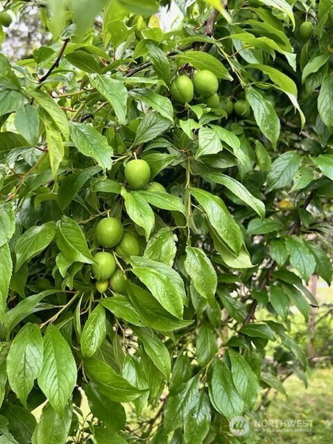 1568 Southeast Oregon Street Port Orchard, WA 98367 - Photo 13 of 31