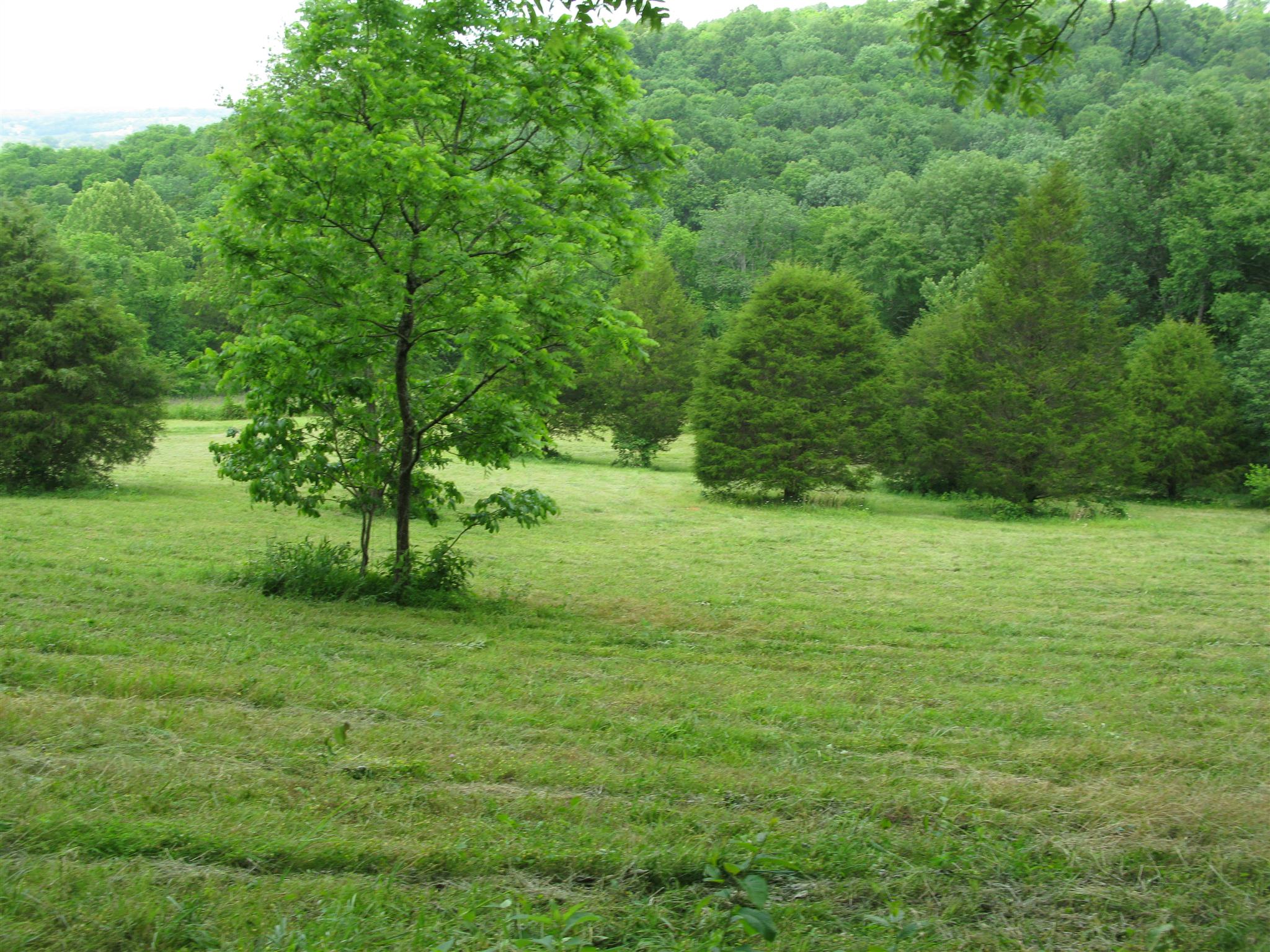 171 Poorhouse Road Taft, TN 38488 - Photo 21 of 27 a view of a field with trees in the background