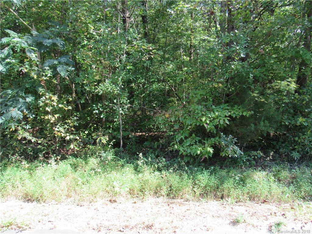 a plant is in middle of forest