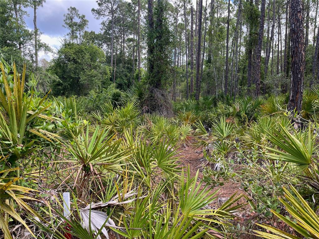 222 Marie Avenue Georgetown, FL 32139 - Photo 3 of 13