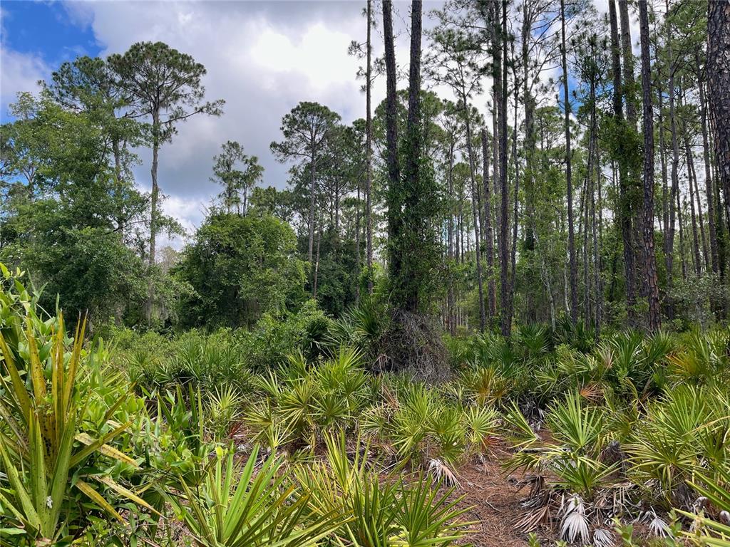 222 Marie Avenue Georgetown, FL 32139 - Photo 5 of 13