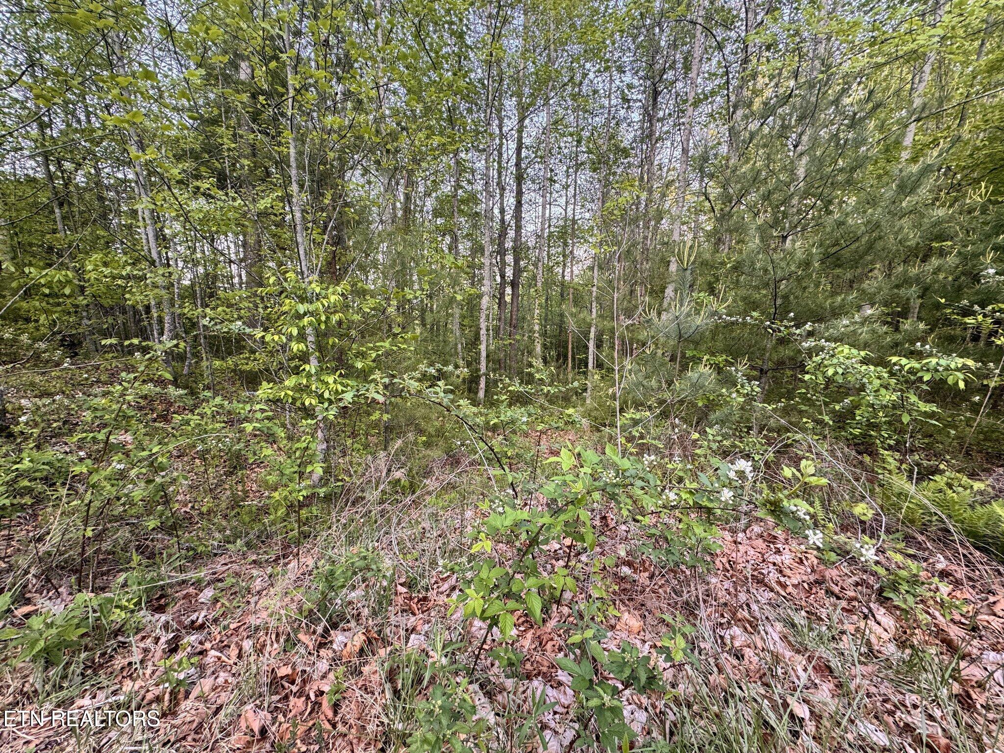 Lot 41 Black Maple Way Del Rio, TN 37727 - Photo 21 of 23 Black Maple property 3