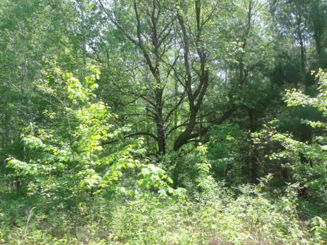 2350 North Black Road Twining, MI 48766 - Photo 33 of 35 1800556-32.JPG