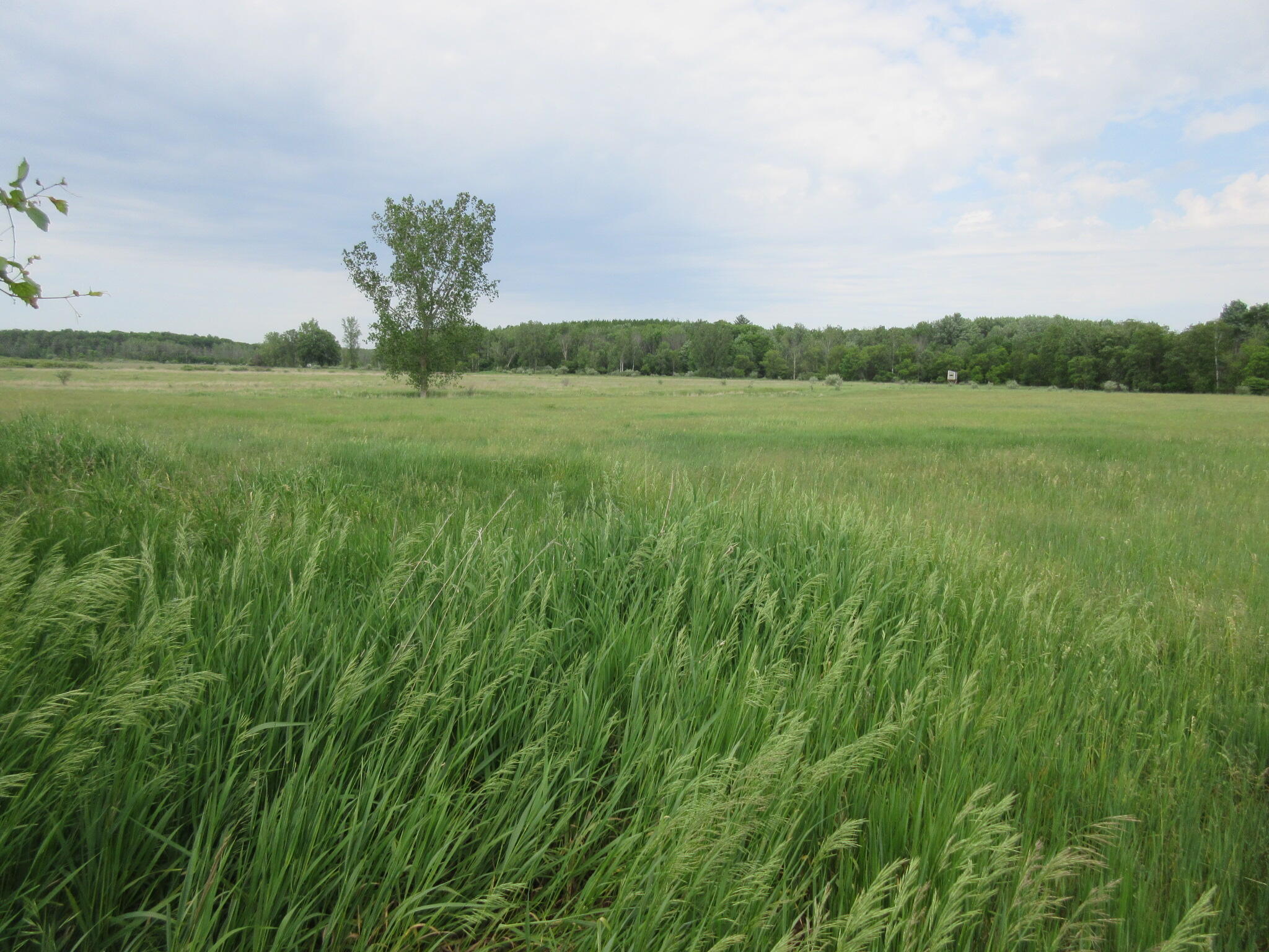 Six Musson Road Edmore, MI 48829 - Photo 2 of 8 IMG_0470