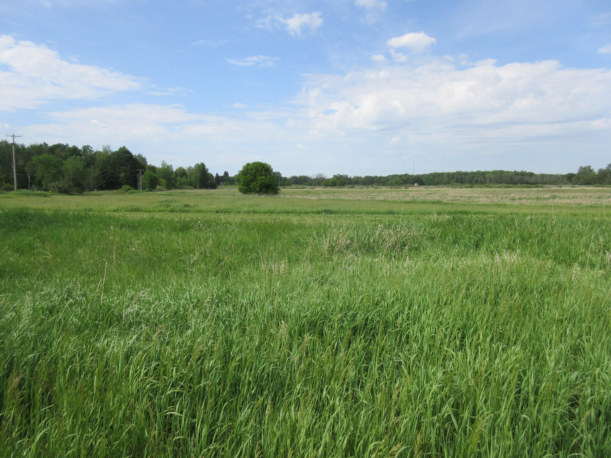 Six Musson Road Edmore, MI 48829 - Photo 3 of 8 IMG_0484