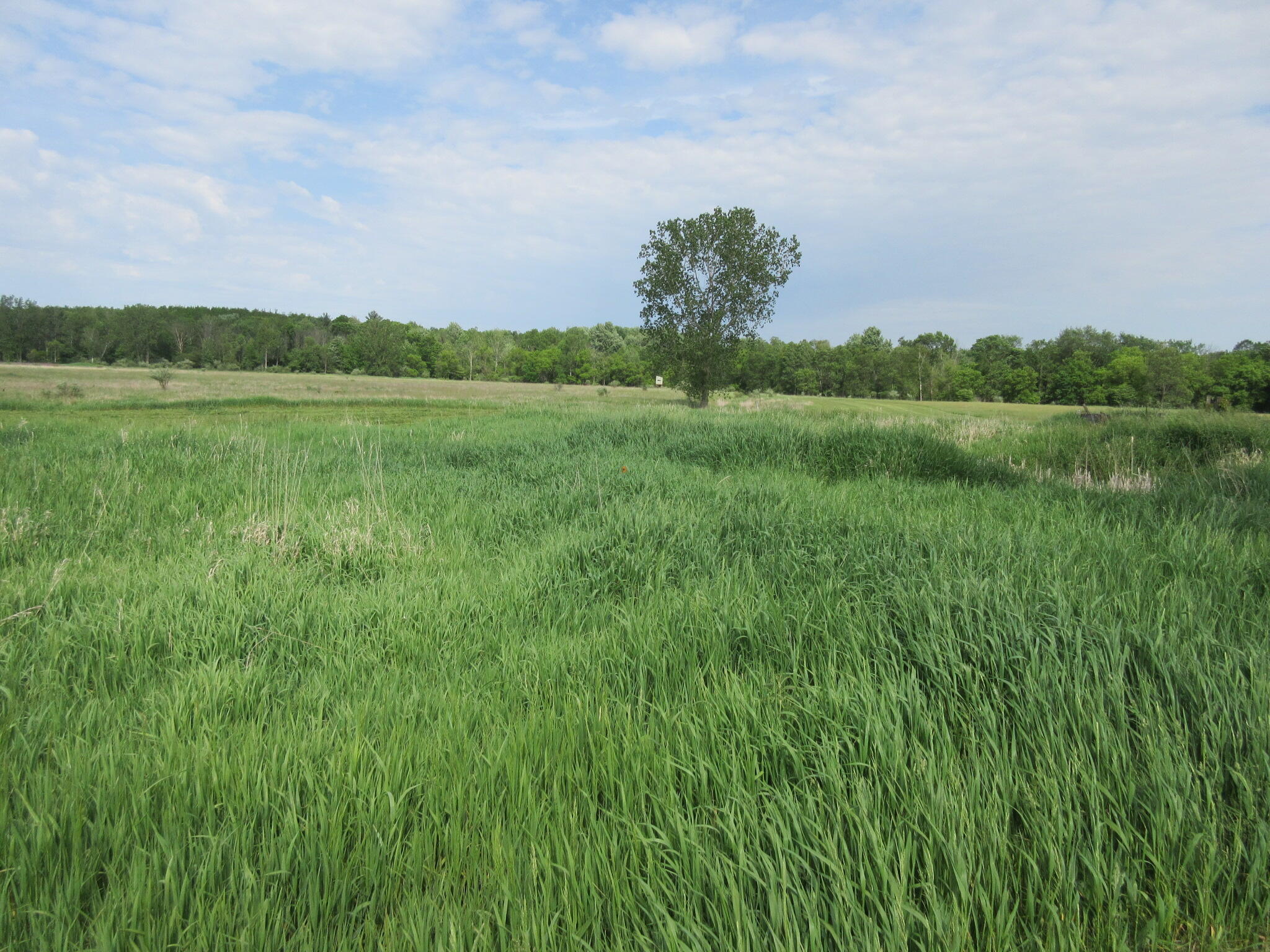 Six Musson Road Edmore, MI 48829 - Photo 4 of 8 IMG_0486