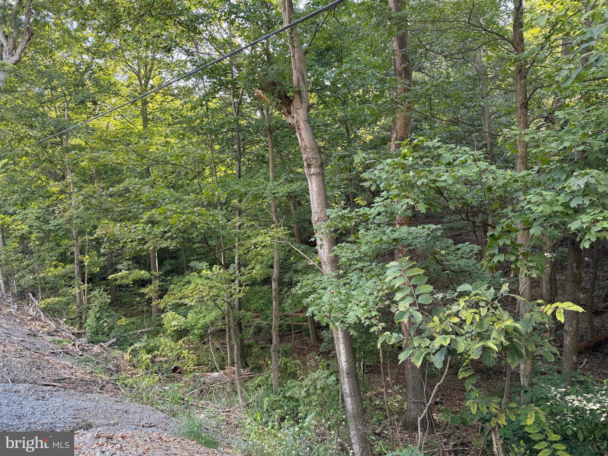 Quaint Acres Lane Berkeley Springs, WV 25411 - Photo 13 of 61 a view of a forest with a tree