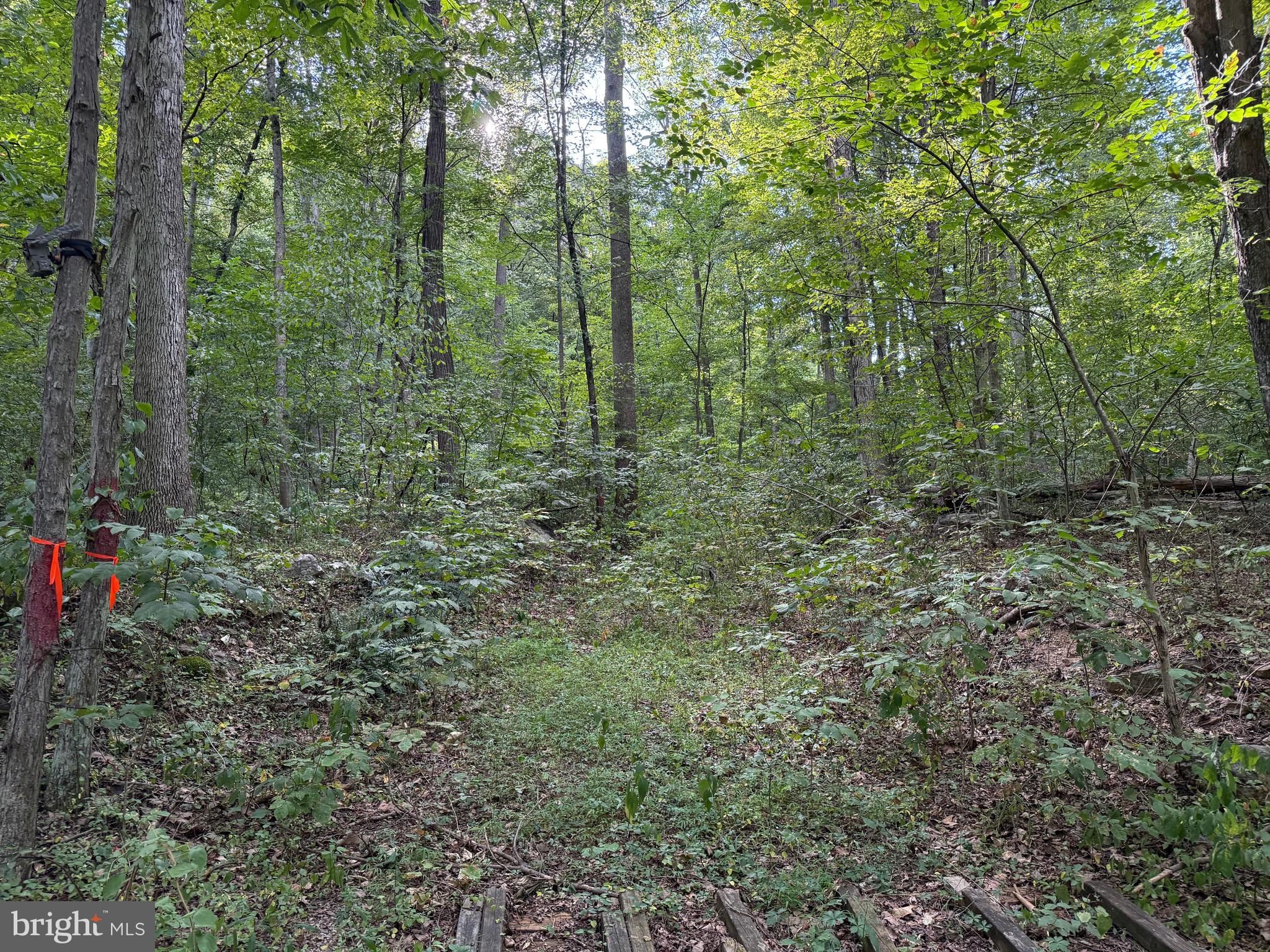 Quaint Acres Lane Berkeley Springs, WV 25411 - Photo 7 of 61 a view of a forest with trees and a street