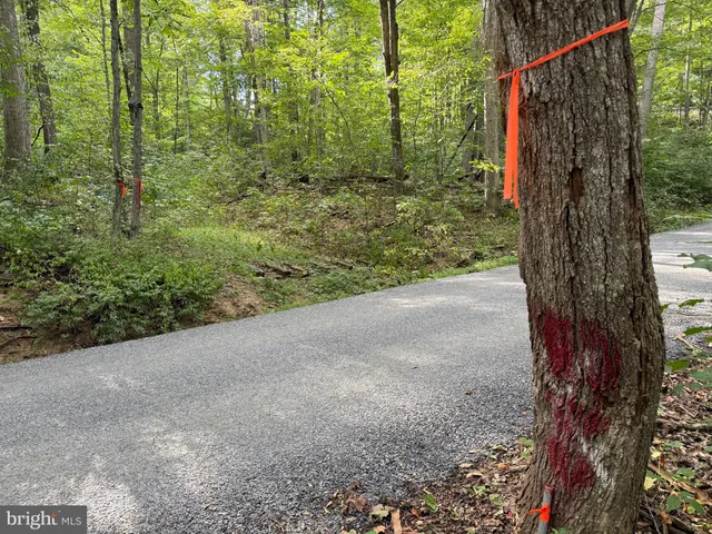 a view of a garden with large trees